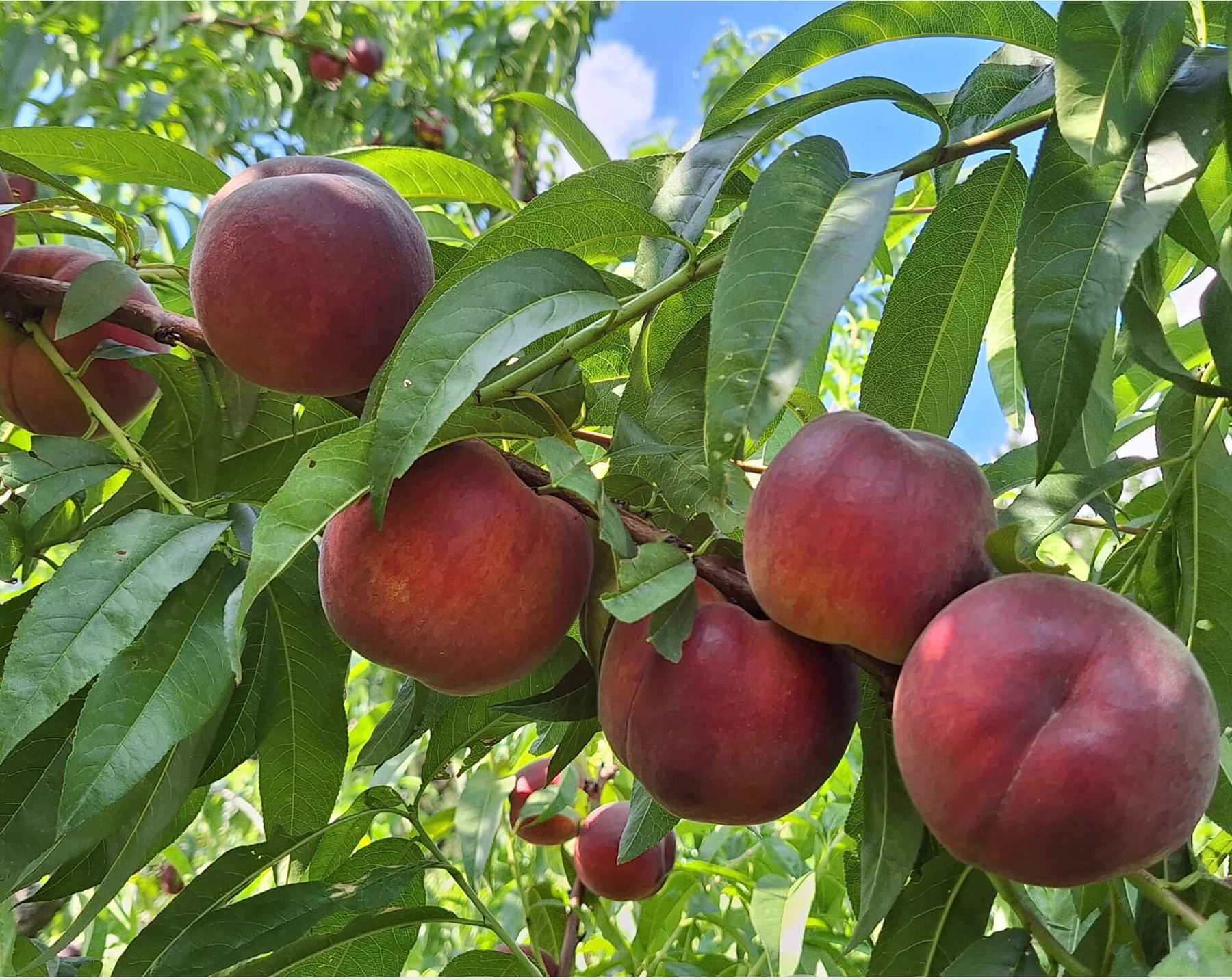 Reife Pfirsiche am Baum